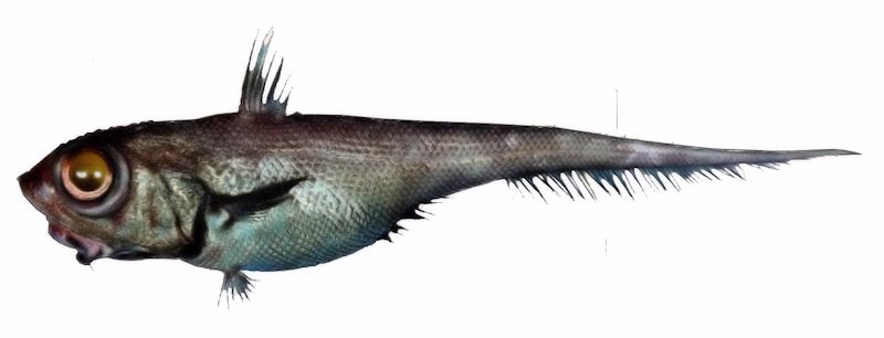 Macrourus berglax_03333